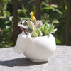 Flower pot planters White elephant ceramic pote de vidro for sale garden pots flower vasi macetas pot fleur bonsai pots